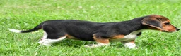 Beagle dogs for sale: Vicki - Ad 7