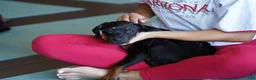 Rottweiler dogs for sale: Amiri - Ad 10