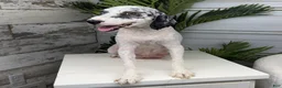 Mini Bernedoodle dogs for sale: Han - Ad 4