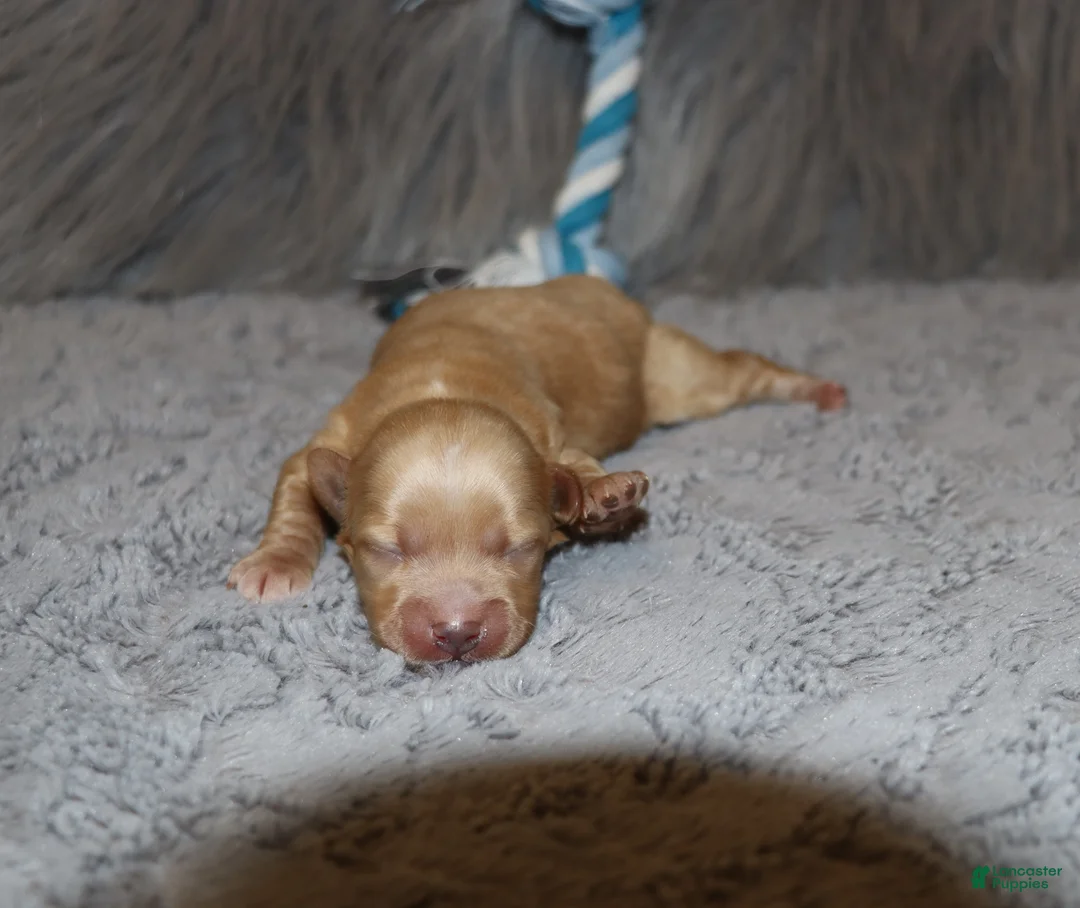 Havapoo dogs for sale: Family Companion 👨‍👨‍👧‍👦💞🐕D - Ad 2