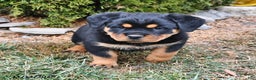 Rottweiler dogs for sale: Alice - Ad 2