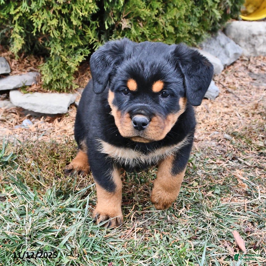 Rottweiler dogs for sale: Alice - Ad 2