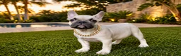 French Bulldog dogs for sale: French Bulldog 2 - Ad 1