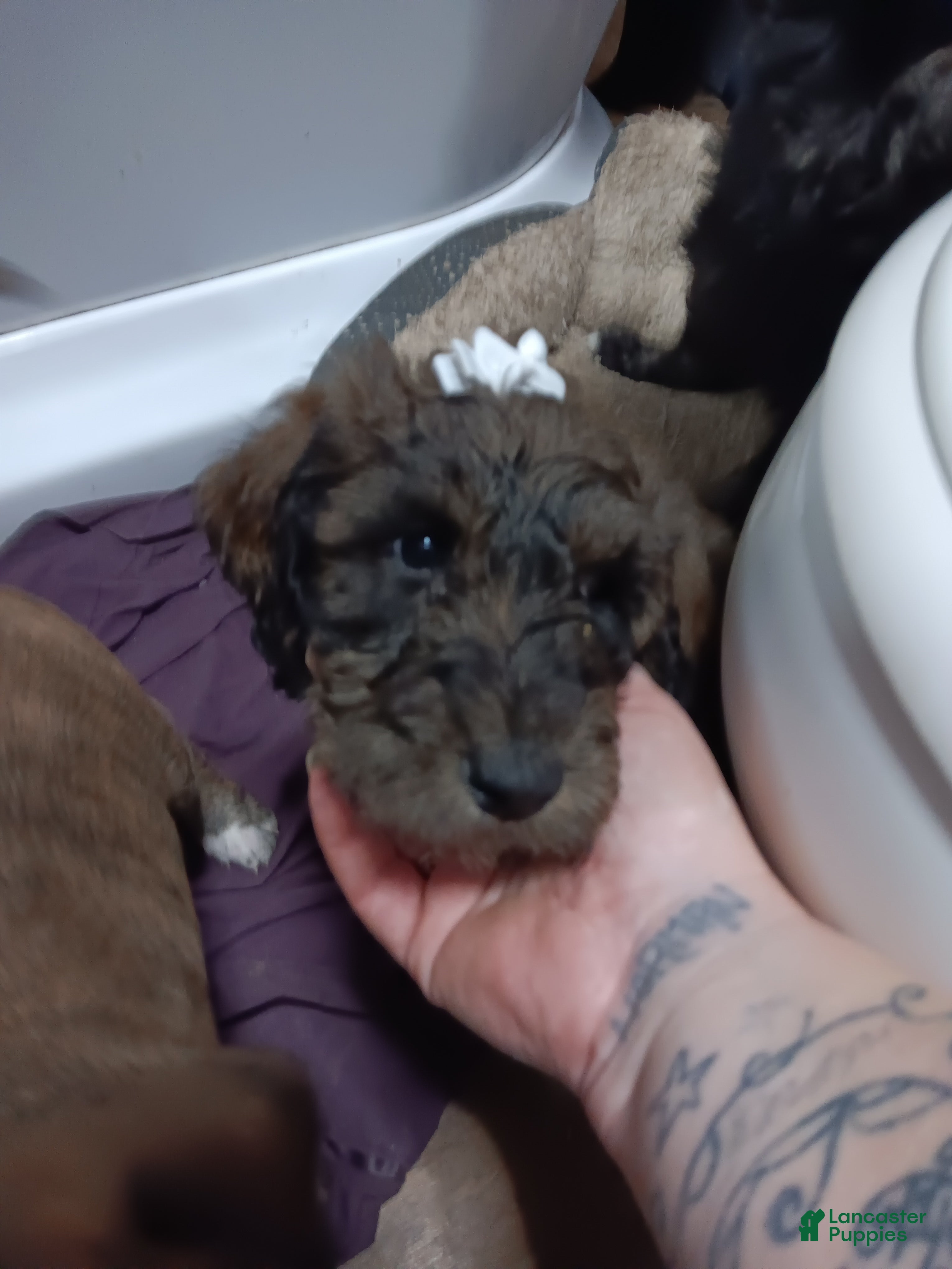 Labradoodle dogs Coco - Ad 14