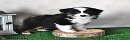 Miniature Australian Shepherd dogs for sale: Diamond - Ad 8