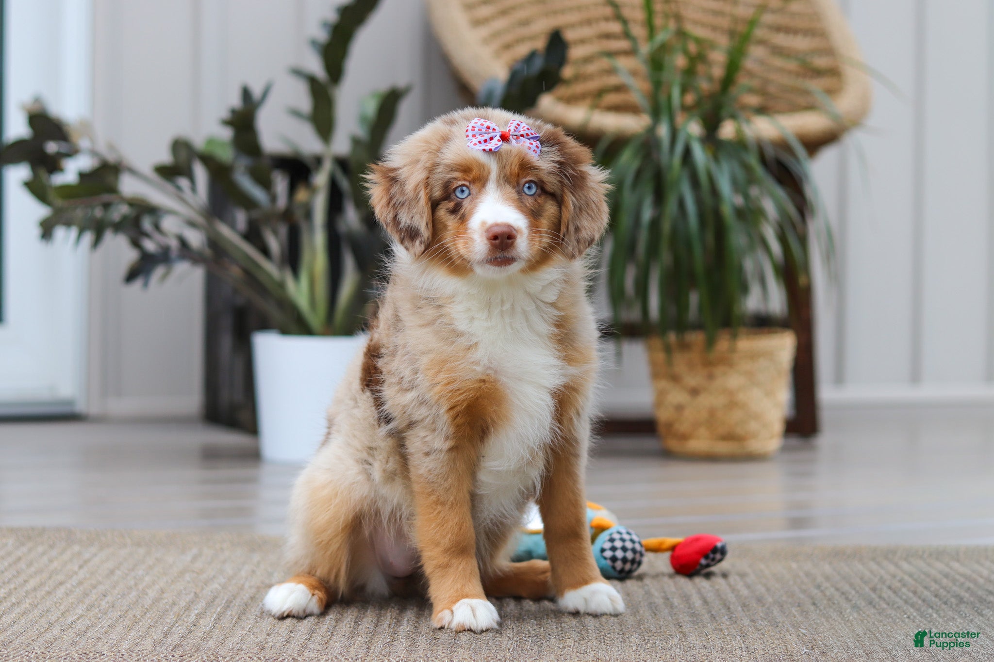 Australian Shepherd dogs Juniper - Ad 2