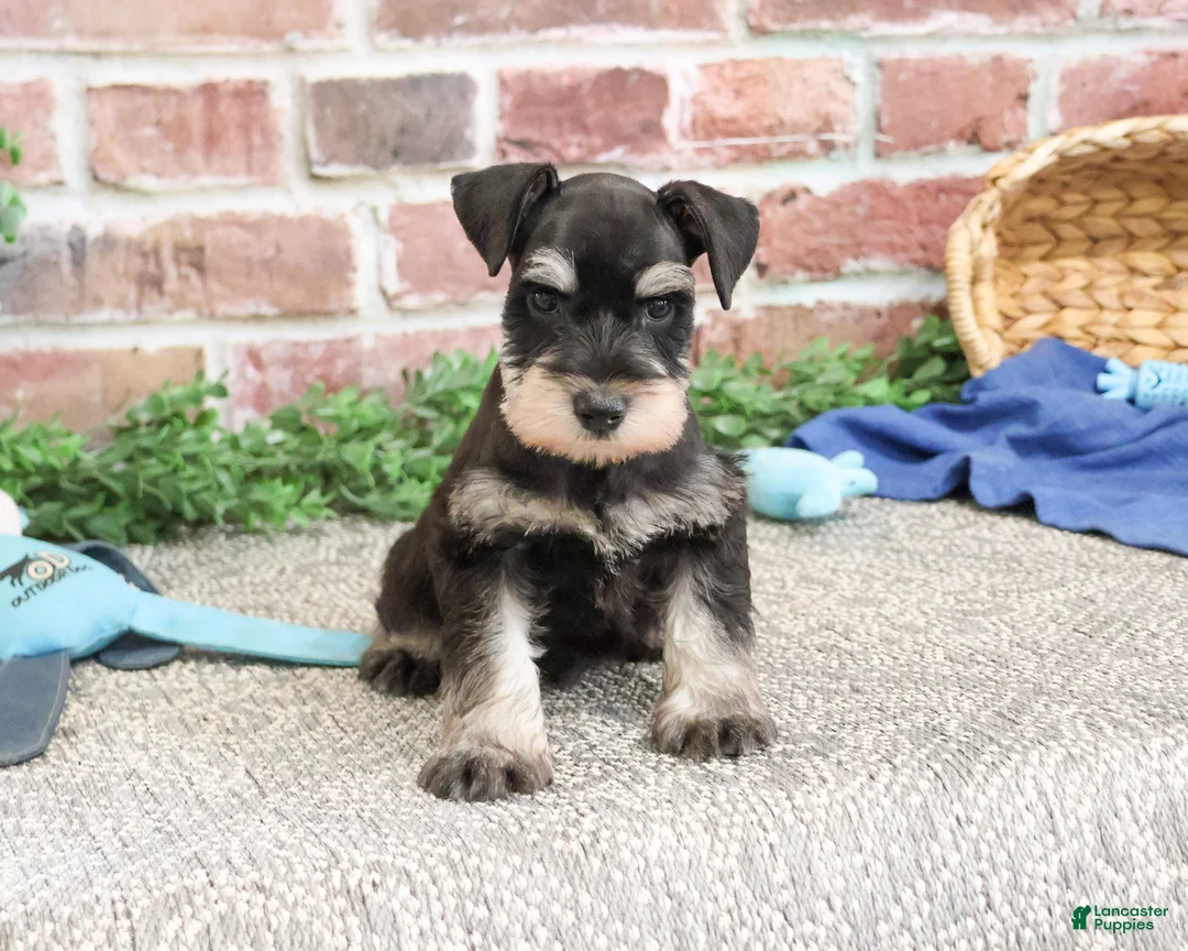 Miniature Schnauzer dogs for sale: Sherman  - Ad 2