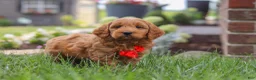Mini Goldendoodle dogs for sale: Bingo - Ad 5