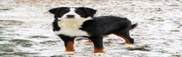 Mini Bernedoodle dogs for sale: Martha🎀 - Ad 5