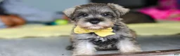 Miniature Schnauzer dogs for sale: Henry - Ad 11