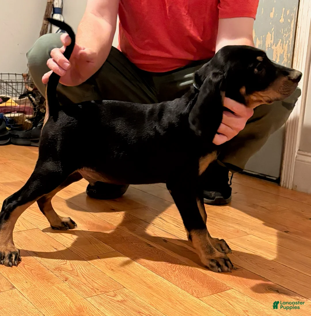 Black And Tan Coonhound dogs for sale: Boy 1 - Ad 1