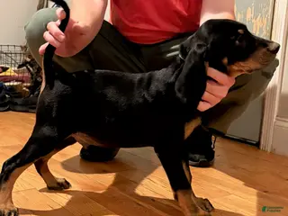 Black And Tan Coonhound dogs Boy 1 - Ad 21