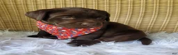 Labrador Retriever dogs for sale: Dax - Ad 3