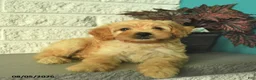 Mini Goldendoodle dogs for sale: Nugget  - Ad 5