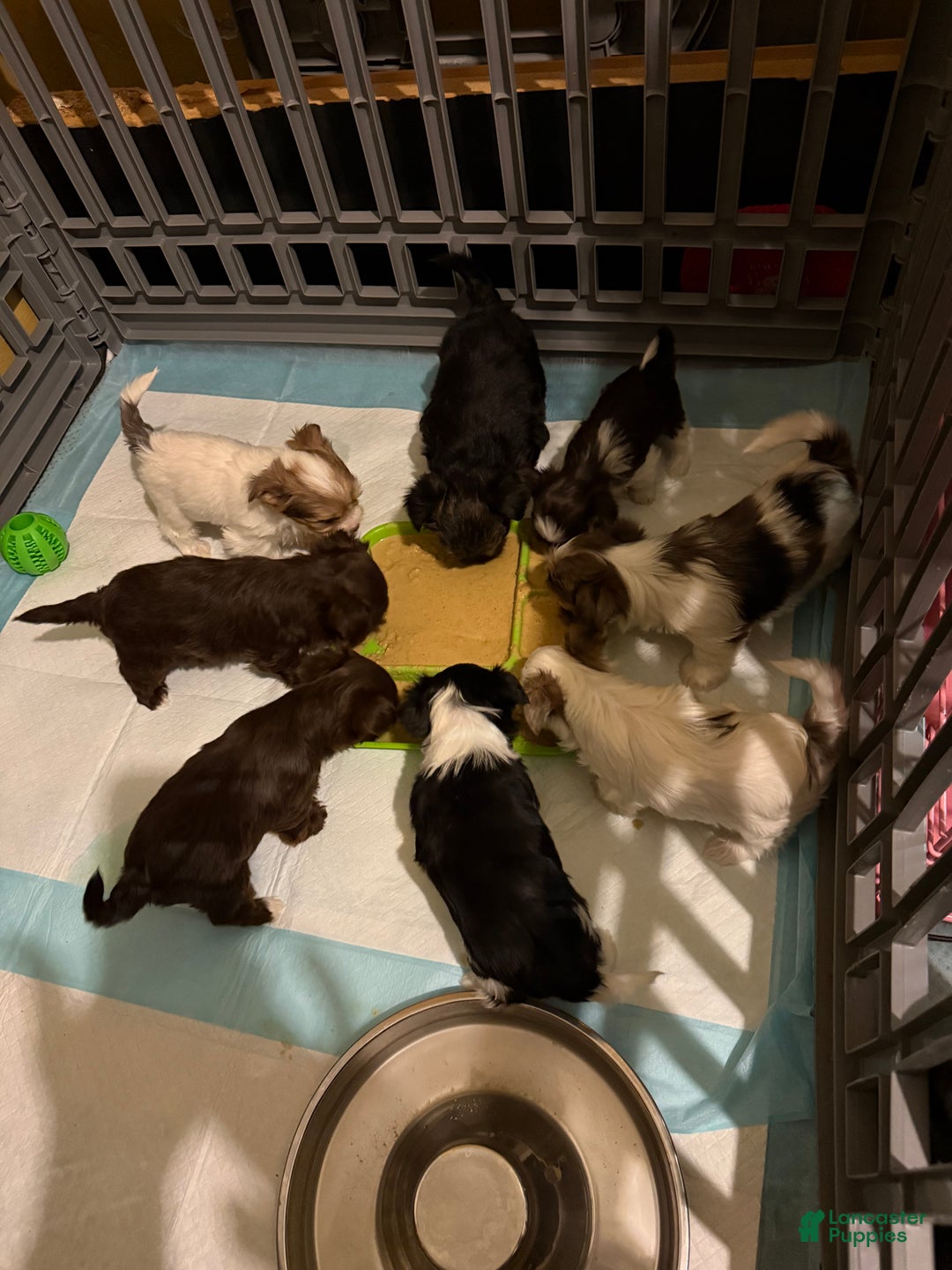 Yorkshire Terrier dogs for sale: Shimmer  - Ad 7