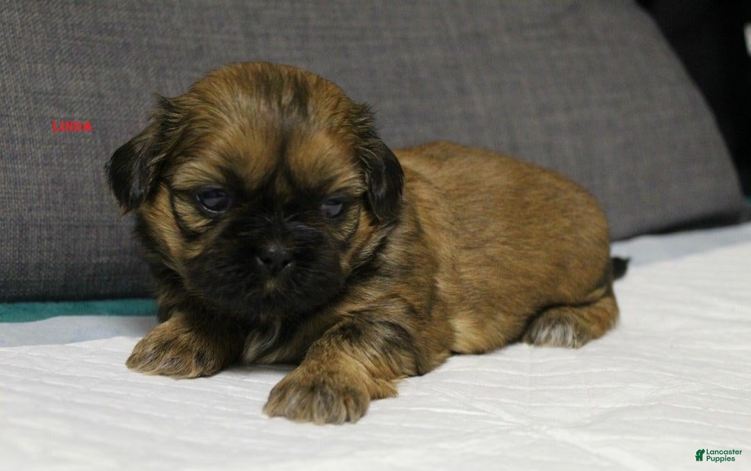 Shih Tzu dogs Linda - Ad 29