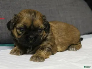 Shih Tzu dogs Linda - Ad 7