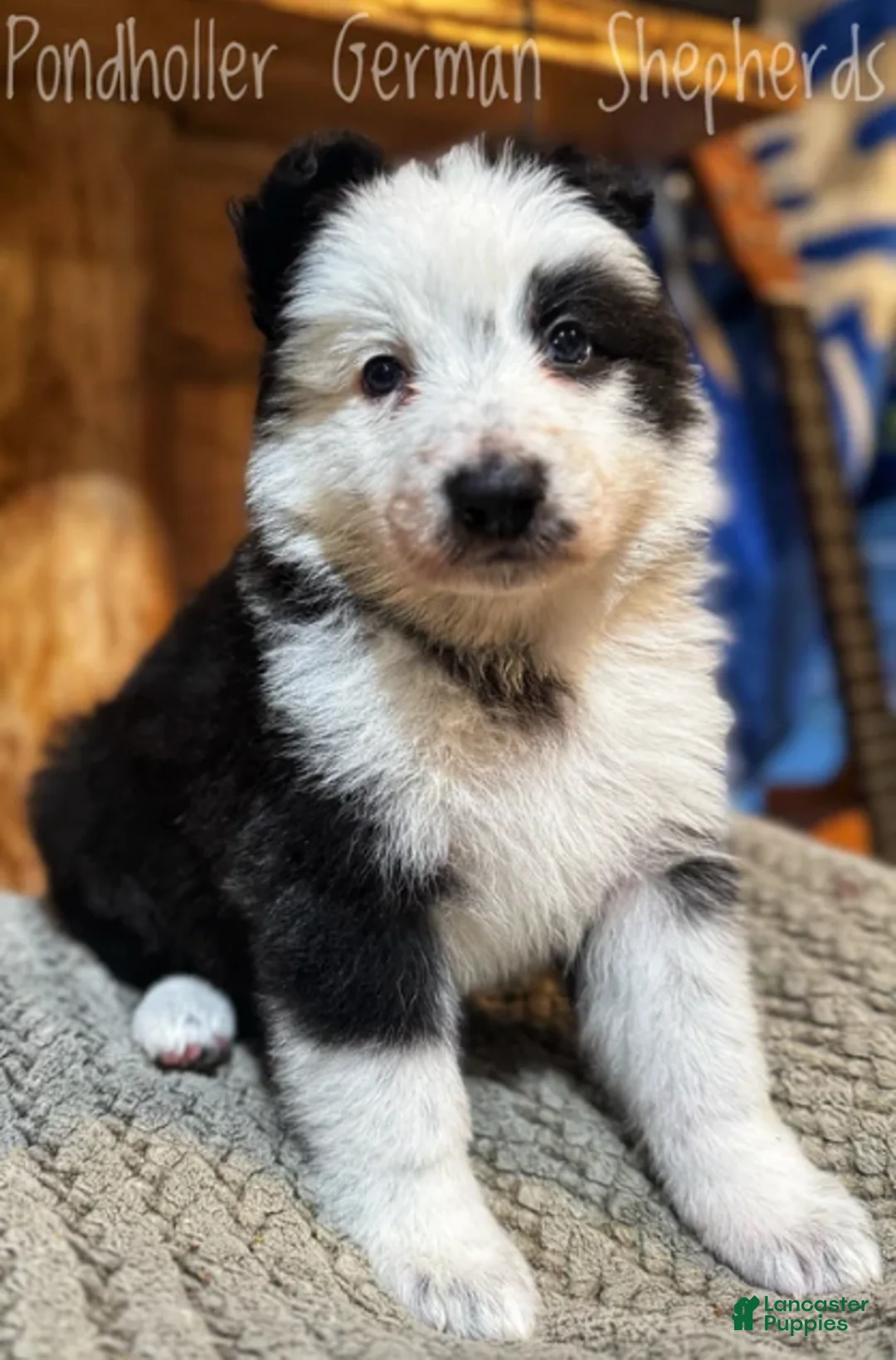 German Shepherd dogs for sale: Panda - Black/White - Ad 3