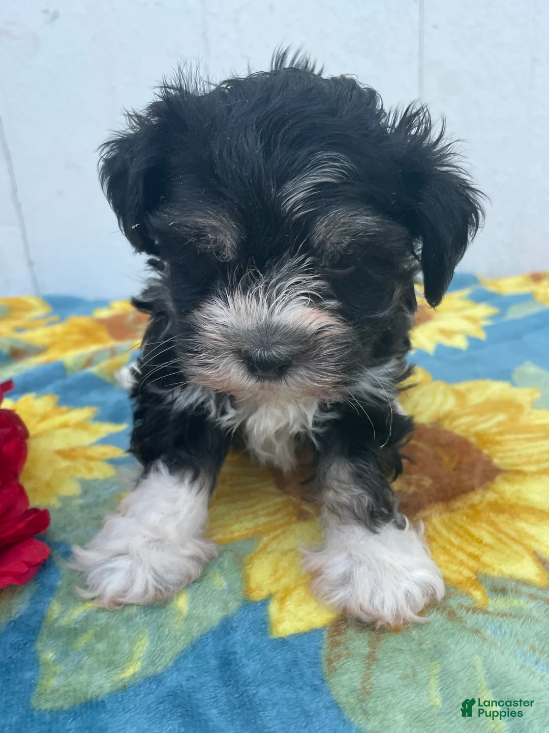 Havanese dogs for sale: Prince - Ad 2