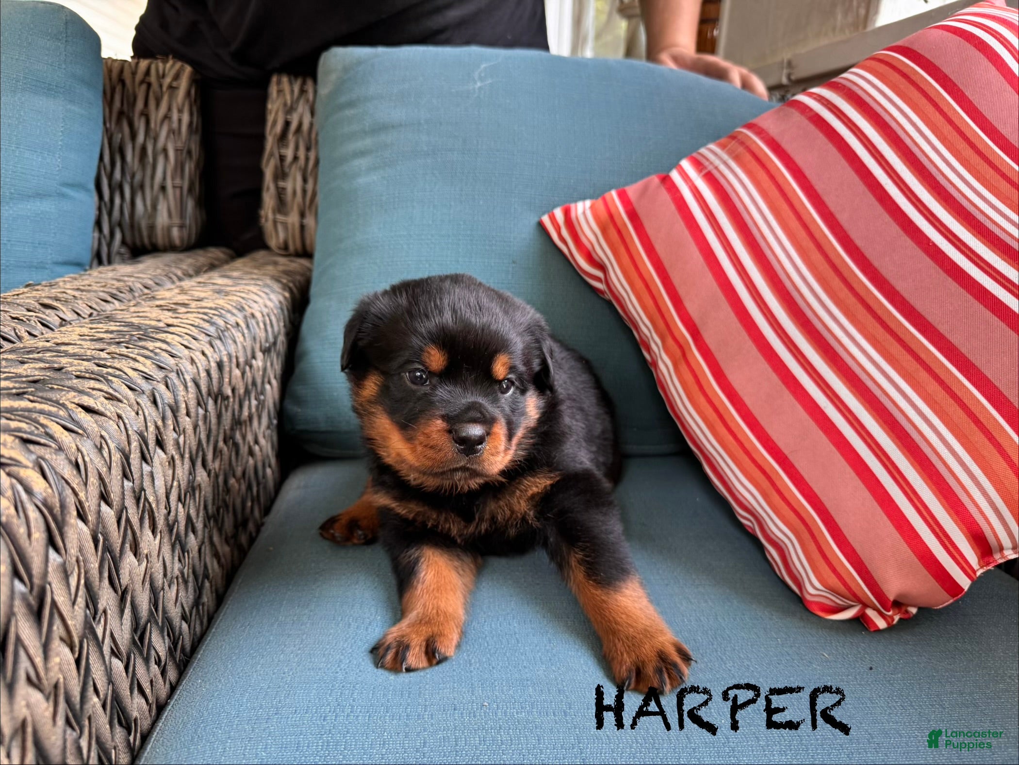 Rottweiler dogs Harper - Ad 2