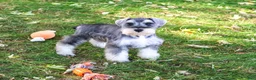 Miniature Schnauzer dogs for sale: Roosevelt - Ad 2