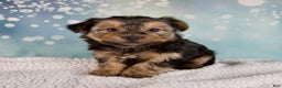 Morkie dogs for sale: Benji  - Ad 6