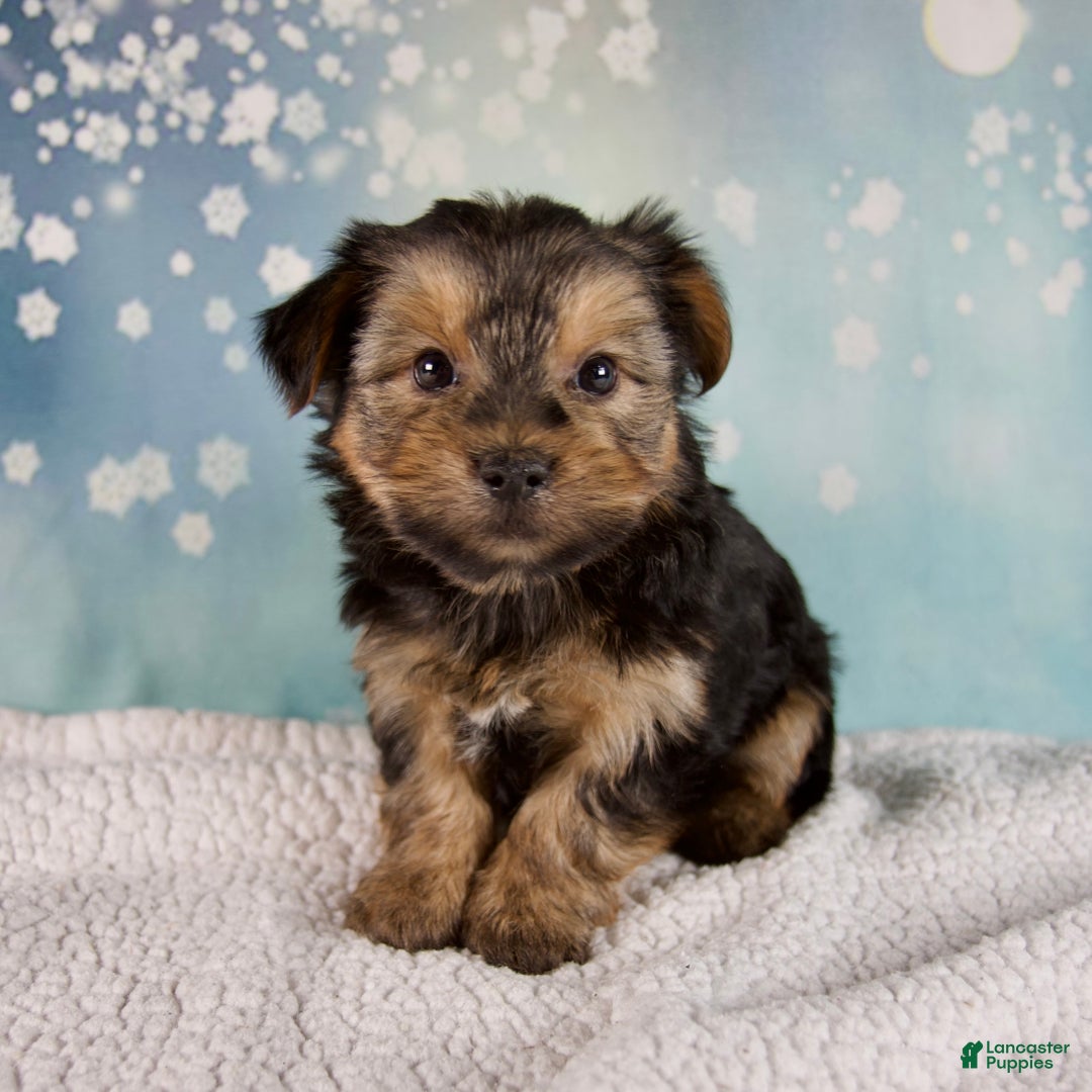 Morkie dogs for sale: Benji  - Ad 6