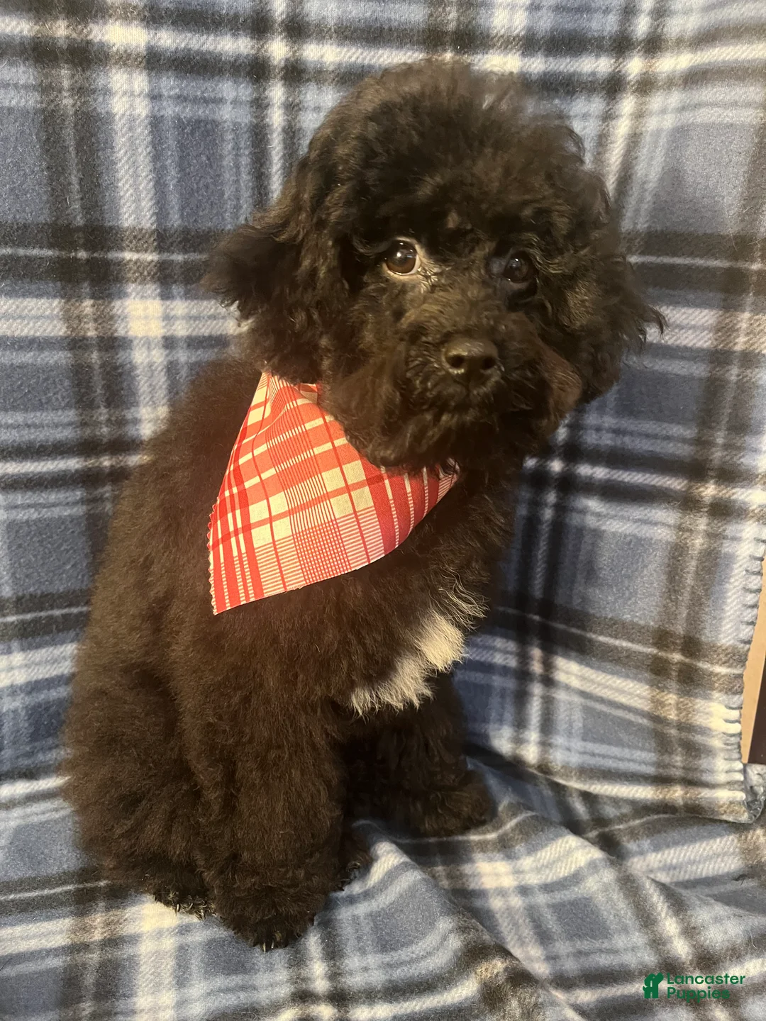 Miniature Poodle dogs for sale: Miniature Poodle 1 - Ad 2