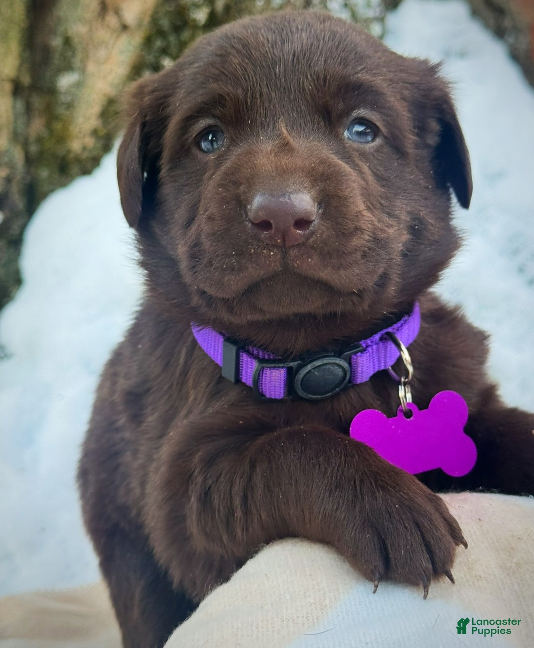 Labrador Retriever dogs for sale: Labrador Retriever Puppy 1 - Ad 12