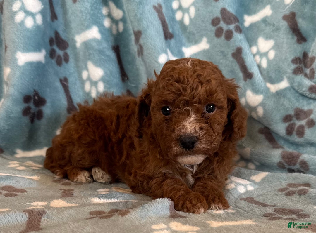 Mini Goldendoodle dogs for sale: Hailey  - Ad 7