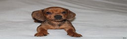 Miniature Dachshund dogs for sale: Snicker Mini  - Ad 10