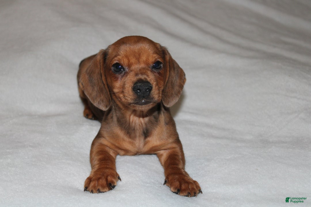 Miniature Dachshund dogs for sale: Snicker Mini  - Ad 10