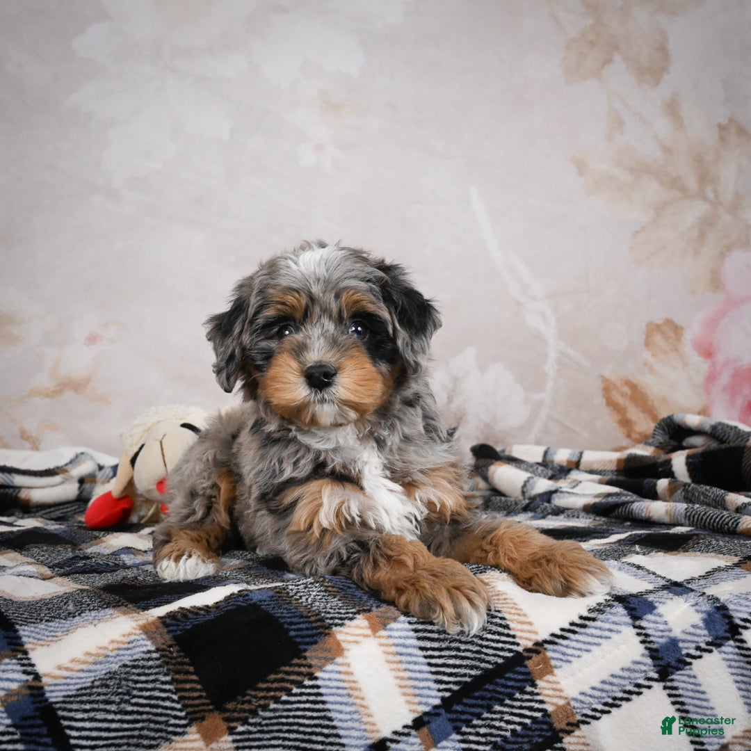 Bernedoodle dogs for sale: Gigi - Ad 6
