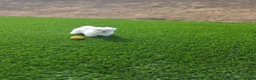 Maltese dogs for sale: Loki - Ad 7