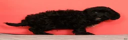 Cavapoo dogs for sale: Valentine - Ad 3