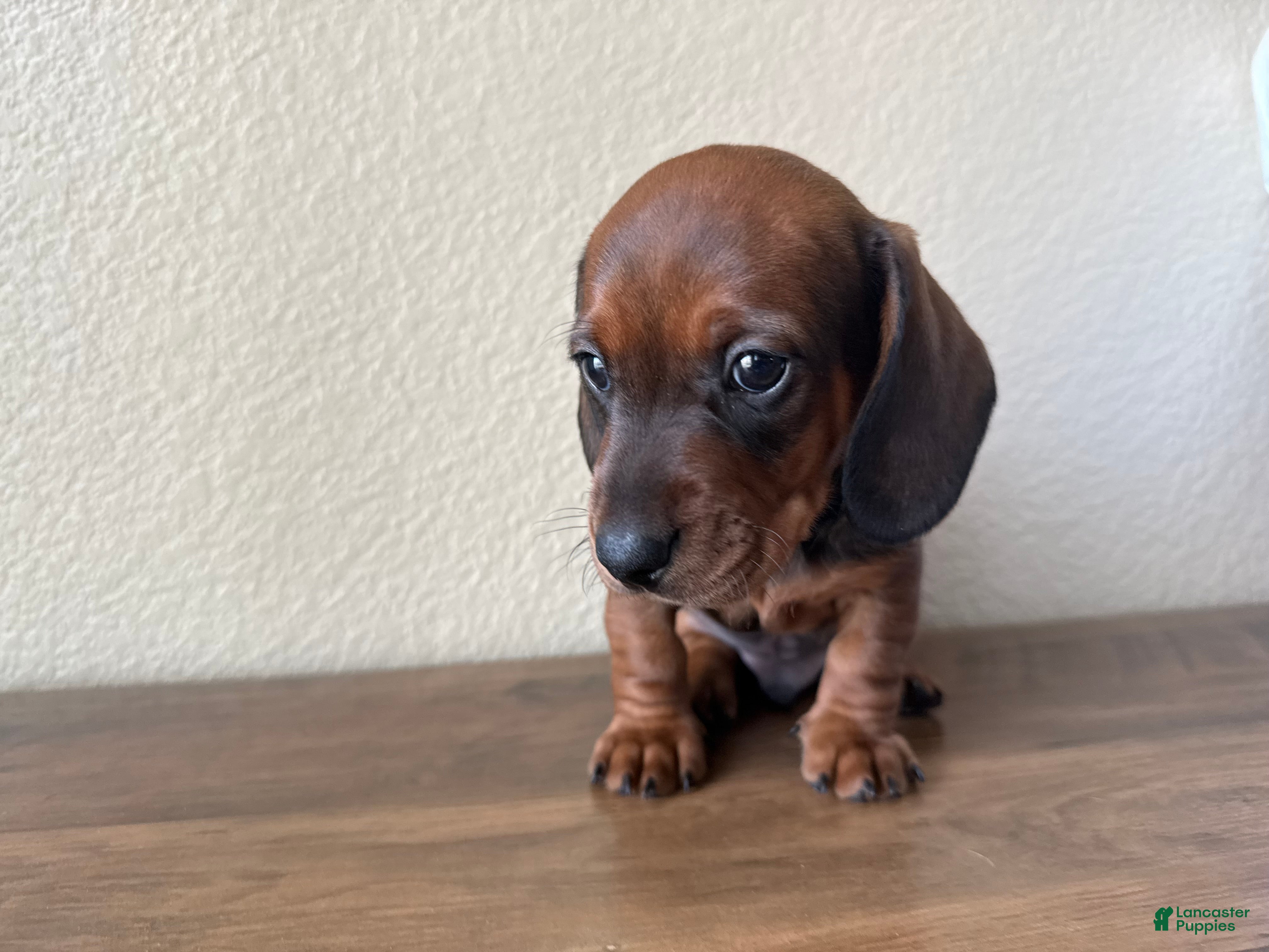 Dachshund dogs Bo - Ad 8