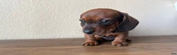 Dachshund dogs for sale: Bo - Ad 9