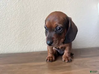 Dachshund dogs Bo - Ad 8