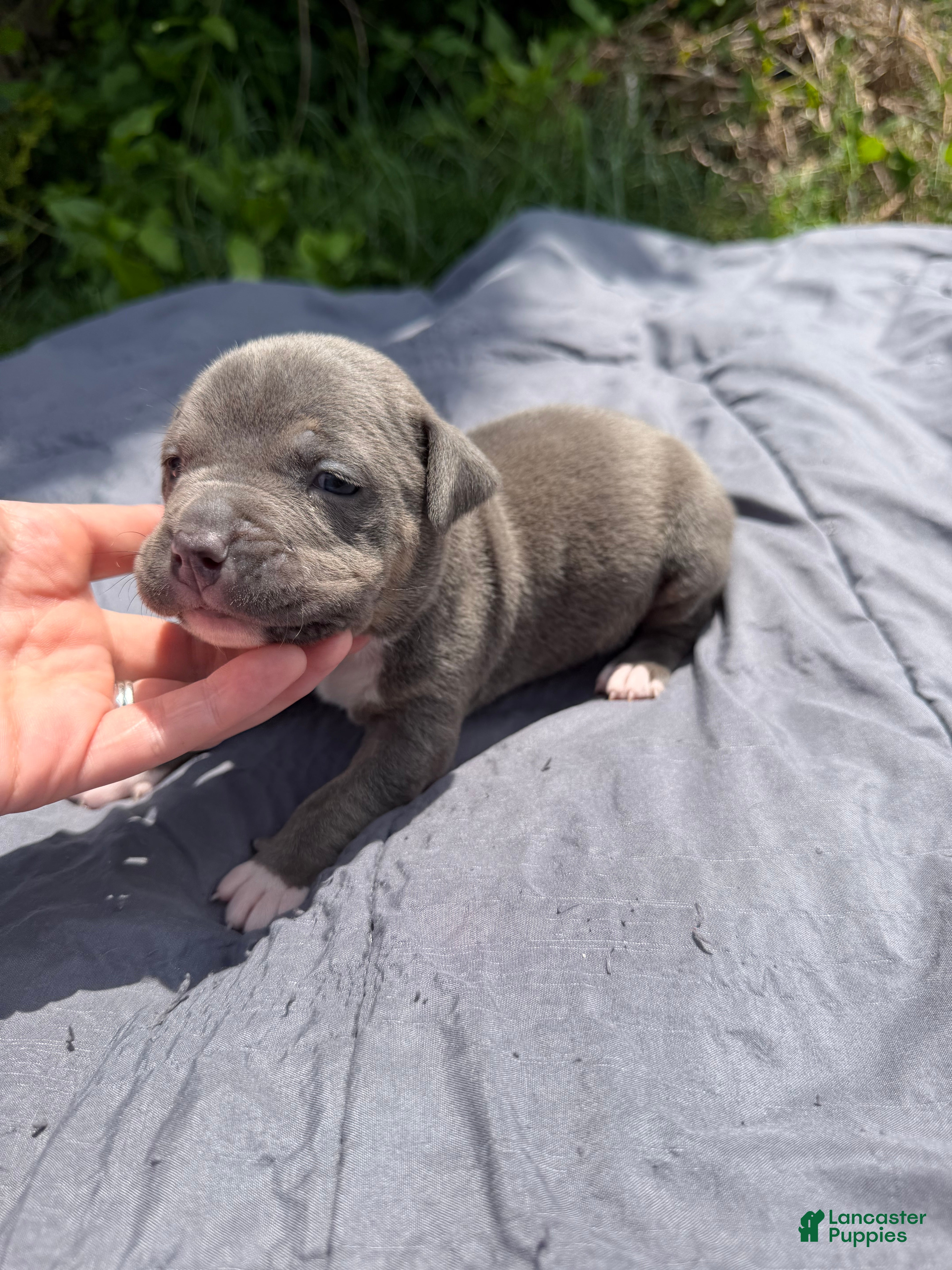 American Bully dogs Letty - Ad 2