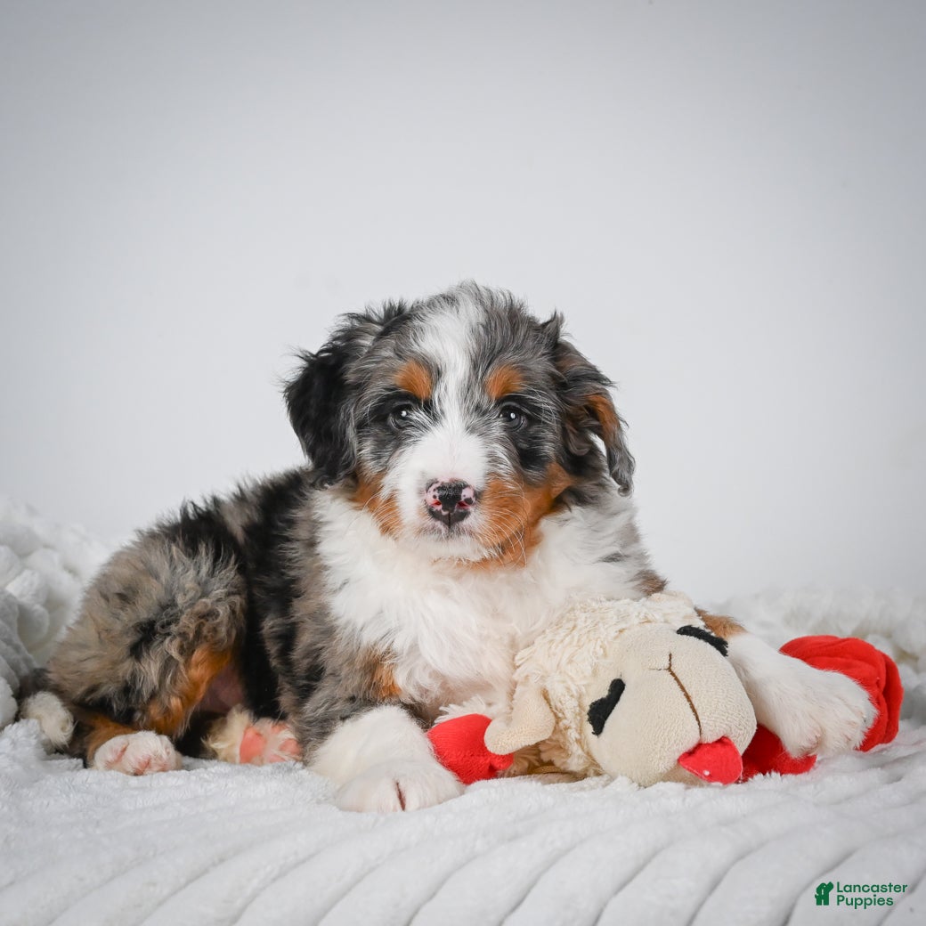 Mini Bernedoodle dogs Shadow - Ad 1