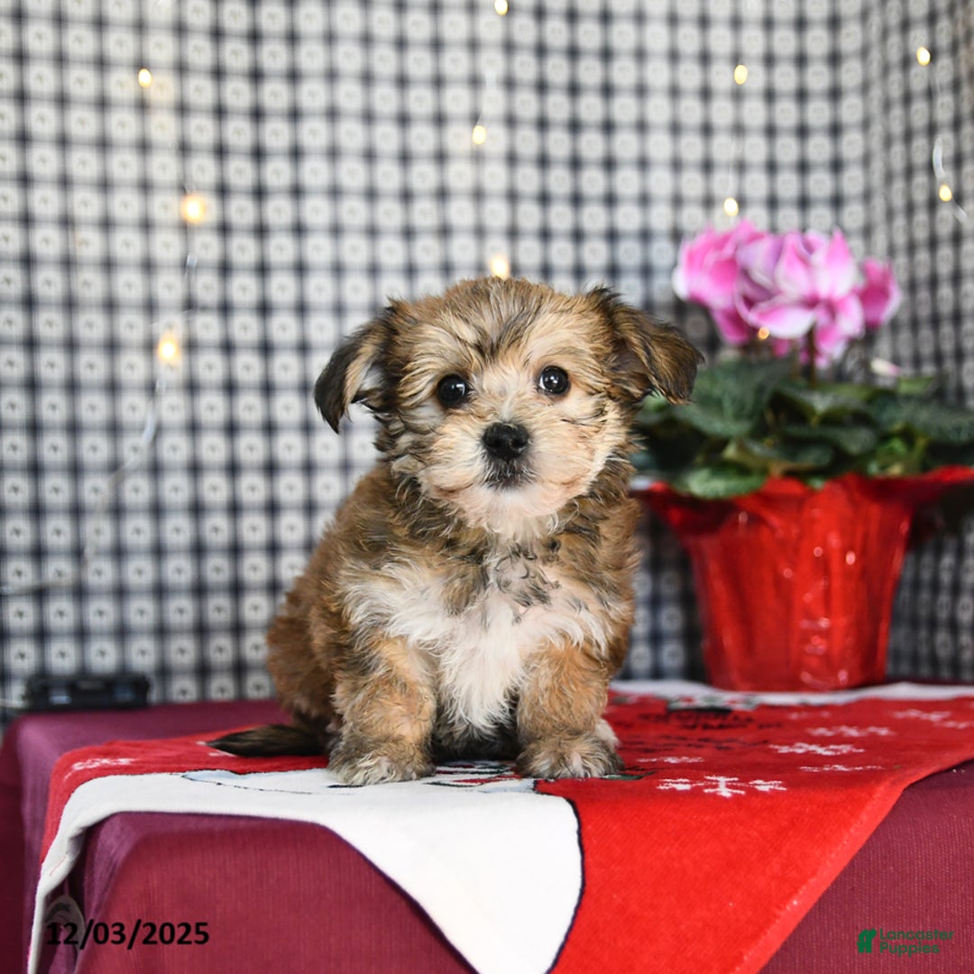 Morkie dogs for sale: Tinsel - Ad 1