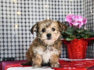 Morkie dogs Tinsel - Ad 15