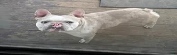 French Bulldog dogs for sale: French Bulldog 3 - Ad 7