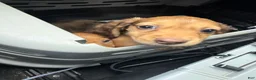 Miniature Dachshund dogs for sale: River - Ad 2