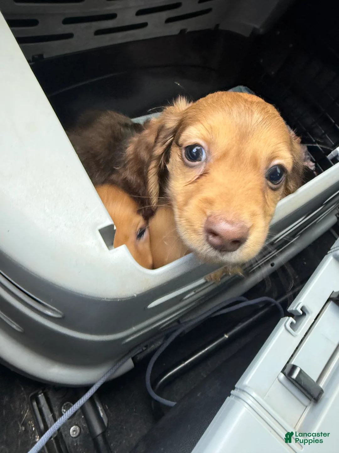 Miniature Dachshund dogs for sale: River - Ad 2