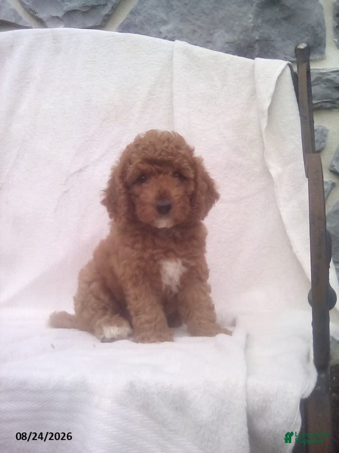 Mini Goldendoodle dogs Richy - Ad 1