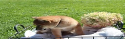 Shiba Inu dogs for sale: Tootsie - Ad 5
