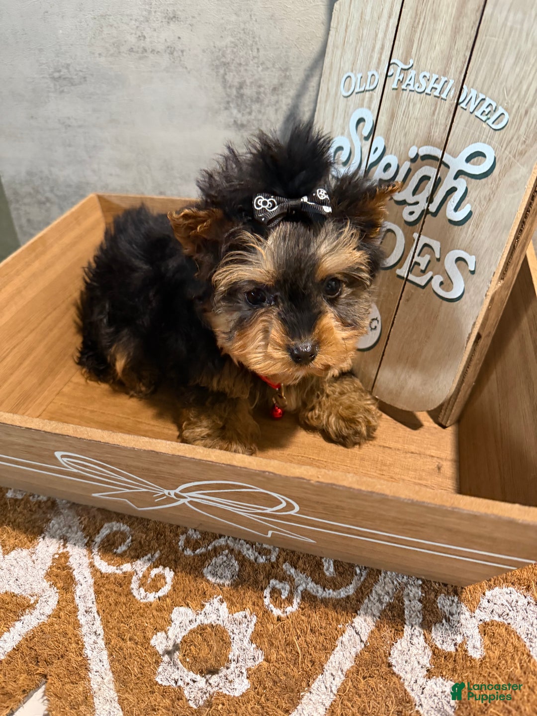 Yorkshire Terrier dogs for sale: Billy Rae - Ad 1