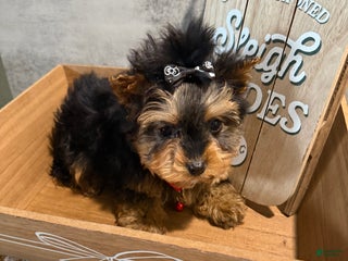 Yorkshire Terrier dogs Billy Rae - Ad 28