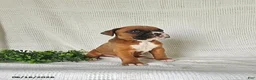 Boxer dogs for sale: Casey - Ad 3